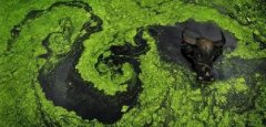 水环境污染的生物预警与生物传感器技术